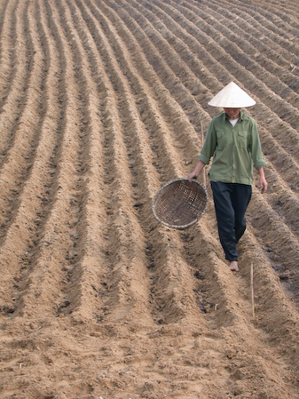 Vietnam, Vinh (North Vietnam), February 2004.
Farming. 
Vietnames farmer is working in the field. 
