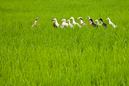 Indonesia, Bali, August 2008.
Balinese ducks.
Ducks walking through a rice paddy. 
