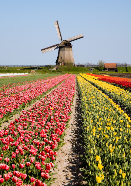 The Netherlands, the Beemster
April 2007.
Tulips and windmill.
Colorfull tulipfield and a historic Dutch windmill in the Beemster polder. 

